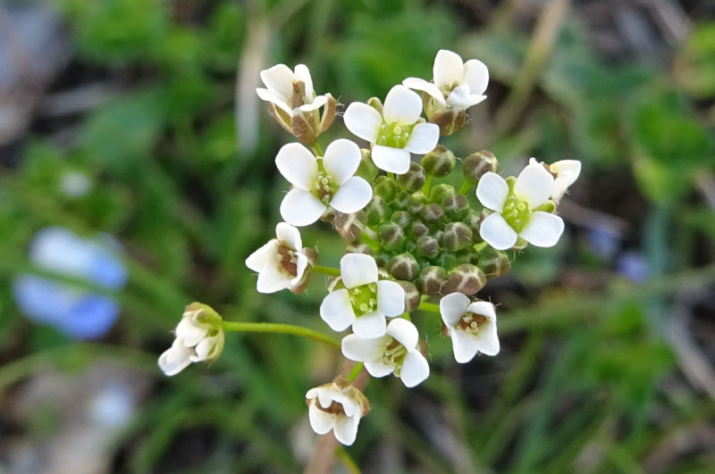 Capsella bursa-pastoris / Borsapastore comune